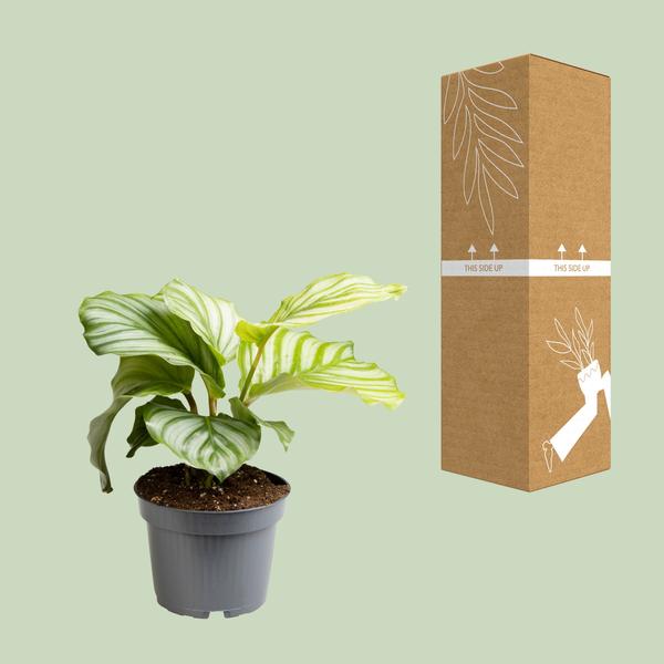 Calathea Orbifolia - ↕25cm - Ø12cm