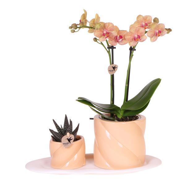 Gift set Optimism small peach | Green plant with orange Phalaenopsis orchid in Candy decorative pots on white organic tray