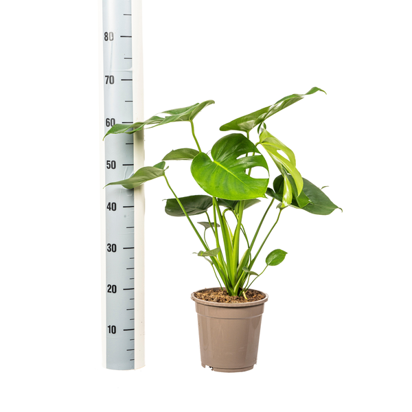 Monstera Deliciosa Tauerii - ↕80cm - Ø19cm - Gatenplant
