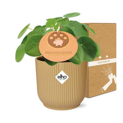 Pilea Peperomioides - Pancake plant - ↕12cm in elho Vibes Fold Ø14cm yellow