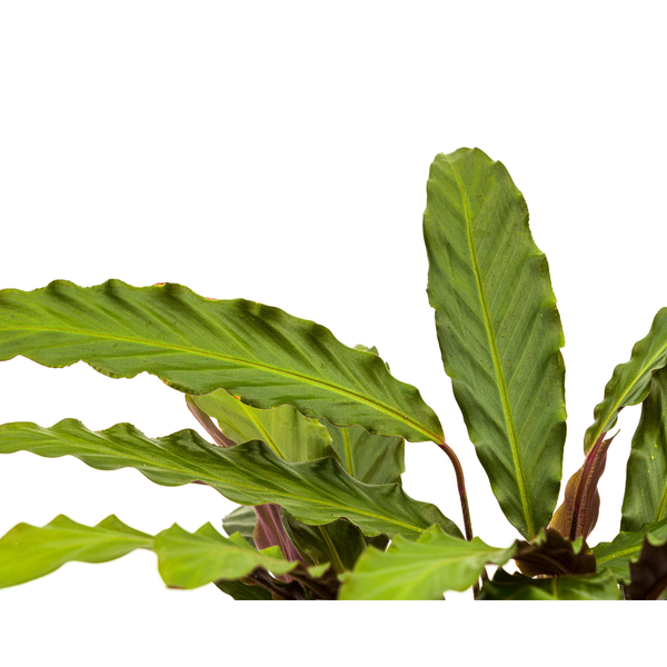 Calathea Rufibarba - ↕70cm - Ø27cm