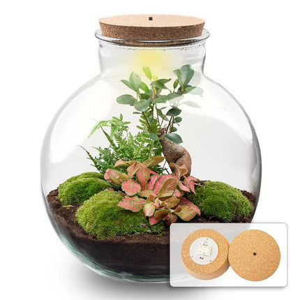 Terrariumpotte - Bolder Bob Bonsai + LED-belysning i kork