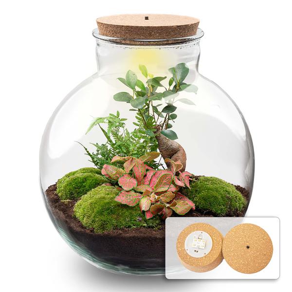 Terrario - Bolder Bob Bonsai + Iluminación LED en corcho