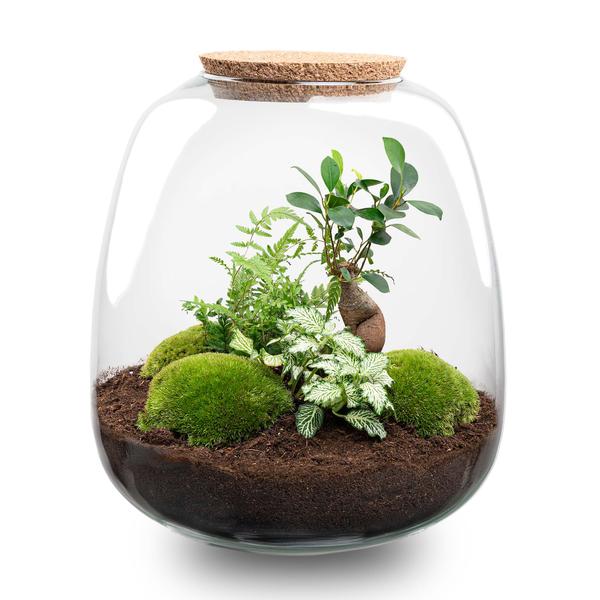 Planten terrarium - Emma - DIY kit - ↑ 25 cm - Ø 23 cm - Bonsai White + LED