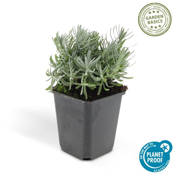 Lavandula 'Hidcote' - ↕10-25cm - Ø9cm - Lavendel - Borderplant - 12x