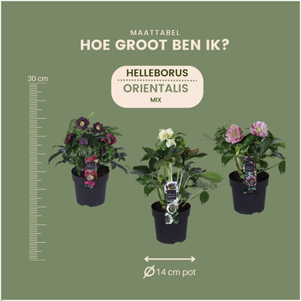Helleborus Specials - Róża świąteczna - ↕25cm - Ø14cm - 3x