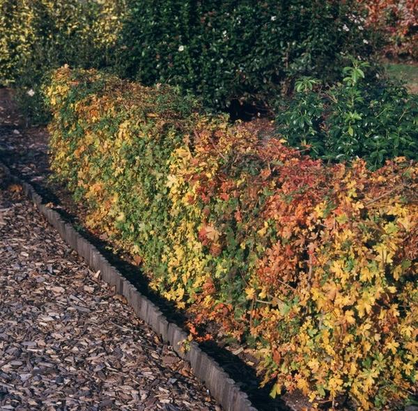 Crataegus Monogyna - Eenstijlige Meidoorn - Blote wortel - ↕100-125cm - 75x