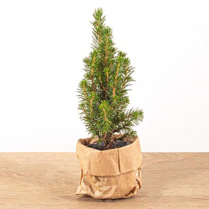 Baby Christmas tree - Picea Glauca Perfecta - ↕15-20 cm - Ø6cm