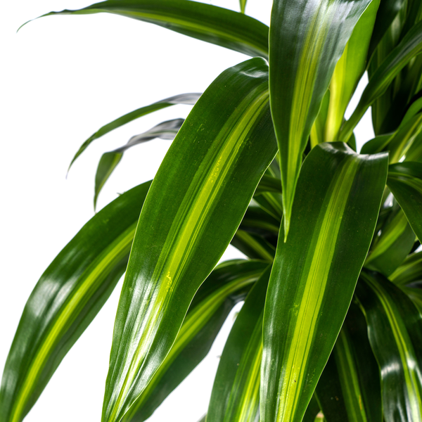Dracaena Deremensis Hawaiian Sunshine - ↕100cm - Ø21cm