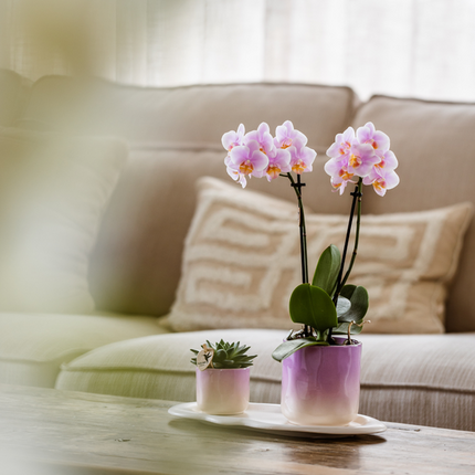 Coffret de plantes « Dégradé rose » pour la Saint-Valentin : orchidée Phalaenopsis rose Andorra et succulente, avec pots décoratifs en céramique.