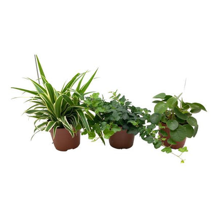 Green Plant Box - Chlorophytum, Hedera, Pilea - ↕35cm - Ø13cm - 3x