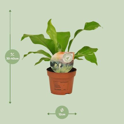 Asplenium Nidus - ↕35cm - Ø12cm - Helecho nido