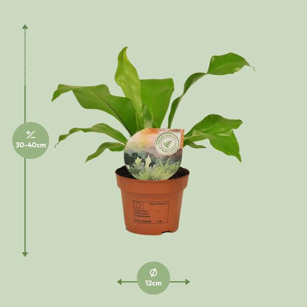 Asplenium Nidus - ↕35cm - Ø12cm - Nestvaren