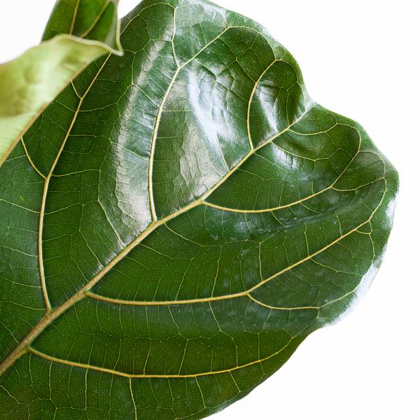Ficus Lyrata XL met Torun mand - ↕140cm - Ø27cm
