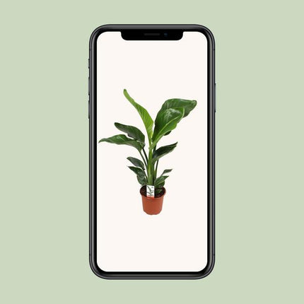 Strelitzia Nicolai - ↕70cm - Ø17cm