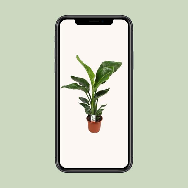 Strelitzia Nicolai - ↕70cm - Ø17cm