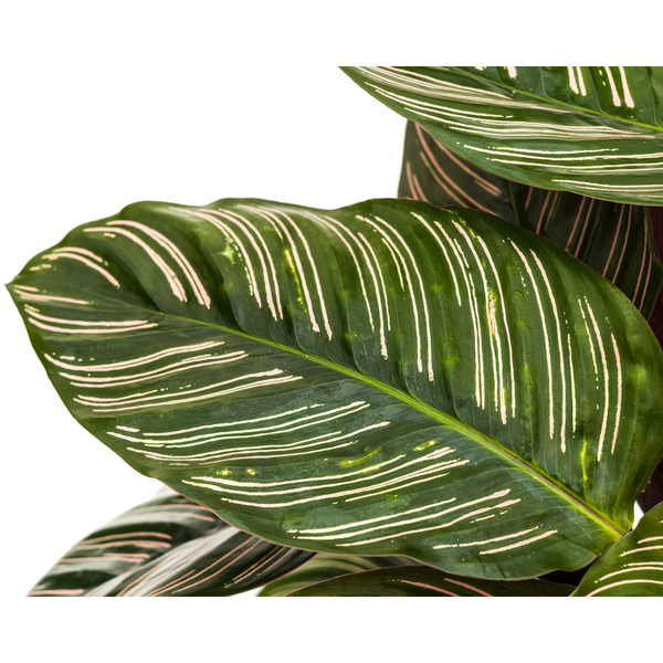 Calathea Ornata Sanderiana - ↕70cm - Ø27cm