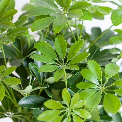 Vaso Schefflera Arab Nora con pianta Viber bianca - ↕70cm - Ø21