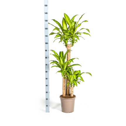 Dracaena Fragrans Massangeana - Planta drago - ↕140cm - Ø24cm