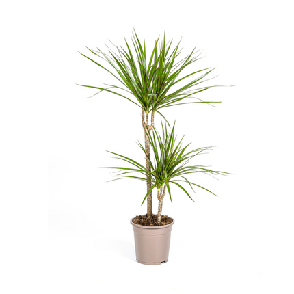 Dracaena Marginata Verde - ↕80cm - Ø19cm - Planta dragón