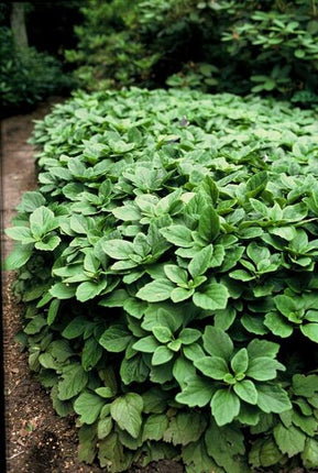 Pachysandra Terminalis - Schaduwkruid - ↕10-25cm - Ø9cm - Bodembedekker - 6x