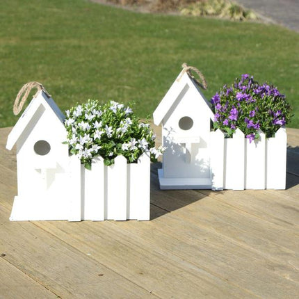 Campanula Addenda Ambella Intense - Campanula viola in vaso decorativo in legno / casetta per uccelli - Ø12cm