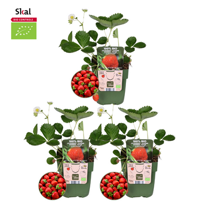 Zestaw sadzonek truskawek - Organiczny - 3x
