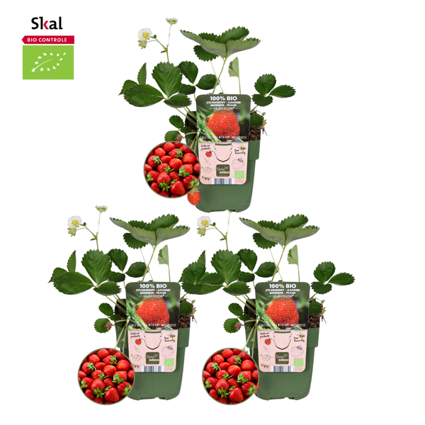 Zestaw sadzonek truskawek - Organiczny - 3x
