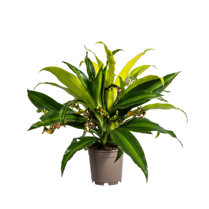 Dracaena mix Combo - ↕60cm - Ø17cm