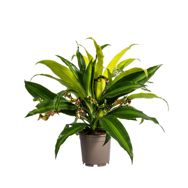 Dracaena mixed Combo - ↕60cm - Ø17cm