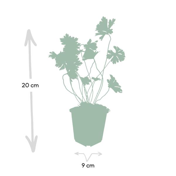 Geranium Rozanne - ↕10-25cm - Ø9cm - Ooievaarsbek - Bodembedekker - 12x
