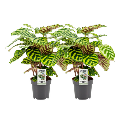 Calathea Makoyana - ↕45cm - Ø14cm - 2x