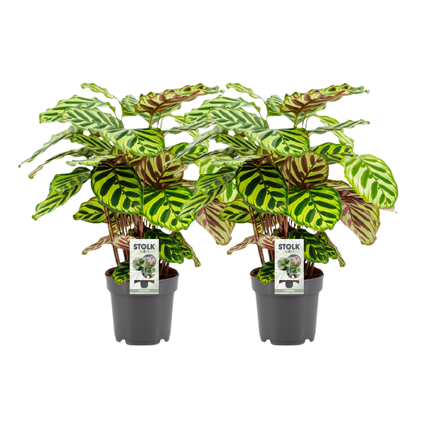 Calathea Makoyana - ↕45cm - Ø14cm - 2x