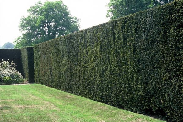Taxus Baccata - ↕30-50cm - blote wortel - 100x