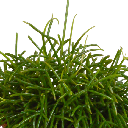 Oaza Rhipsalis baccifera - Ø12cm
