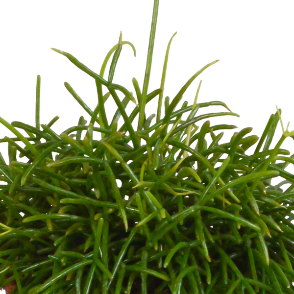 Rhipsalis baccifera Oasis - Ø12cm