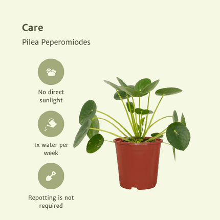 Pilea Peperomiodes - Pancake plant - ↕20cm - Ø12cm - 2x