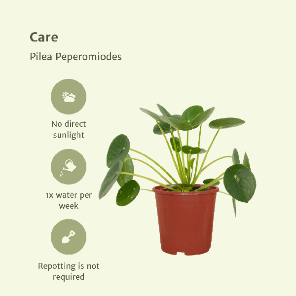 Pilea Peperomiodes - Pannekoekplant - ↕20cm - Ø12cm - 2x