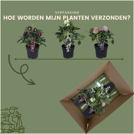Helleborus Specials - Róża świąteczna - ↕25cm - Ø14cm - 3x