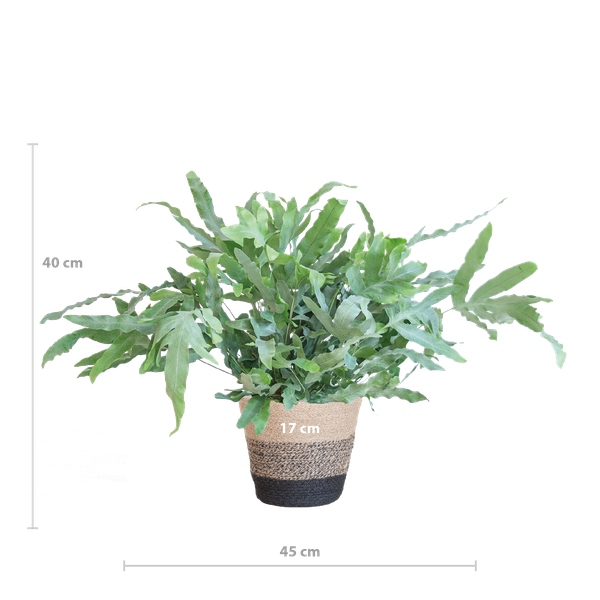 Phlebodium Aureum 'Blue Star' - Blauwvaren - met Mand Lissabon zwart - ↕40cm - Ø17cm