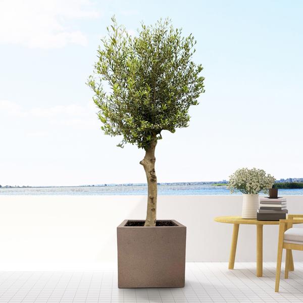 Pot Grigio Cube Bronze - D60 x H60 - Luca Lifestyle | Betonlook Plantenbak