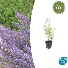 Collection image for: Erba gatta (Nepeta)