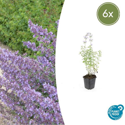 Nepeta 'Walker's Low' - Kattenkruid - ↕10-25cm - Ø9cm - Borderplant - 6x
