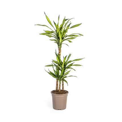 Dracena Deremensis Rikki - ↕100cm - Ø21cm