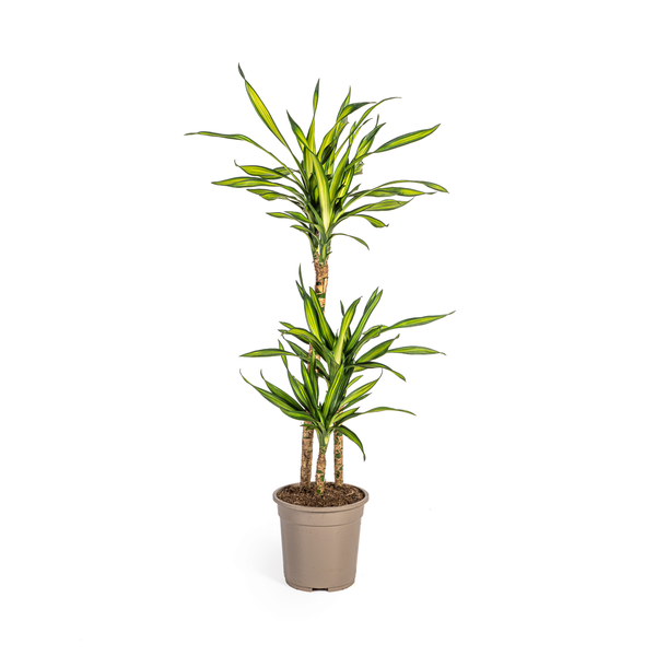 Dracaena Deremensis Rikki - ↕100cm - Ø21cm