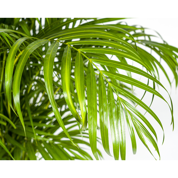 Areca Palm (Dypsis Lutescens) - Goudpalm - ↕160cm - Ø27cm