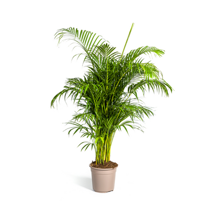 Areca Palm (Dypsis Lutescens) - Goudpalm - ↕160cm - Ø27cm