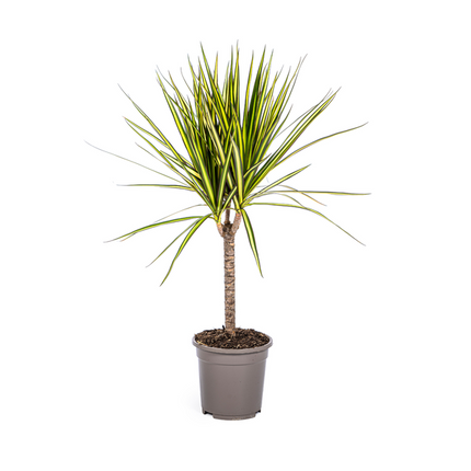 Dracaena Marginata Sunray - ↕70-80cm - Ø17cm - Drachenpflanze