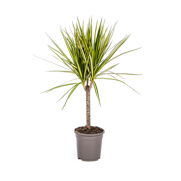Dracaena Marginata Sunray - ↕70-80cm - Ø17cm - Pianta del drago