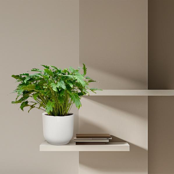 Philodendron Xanadu - ↕80cm - Ø27cm